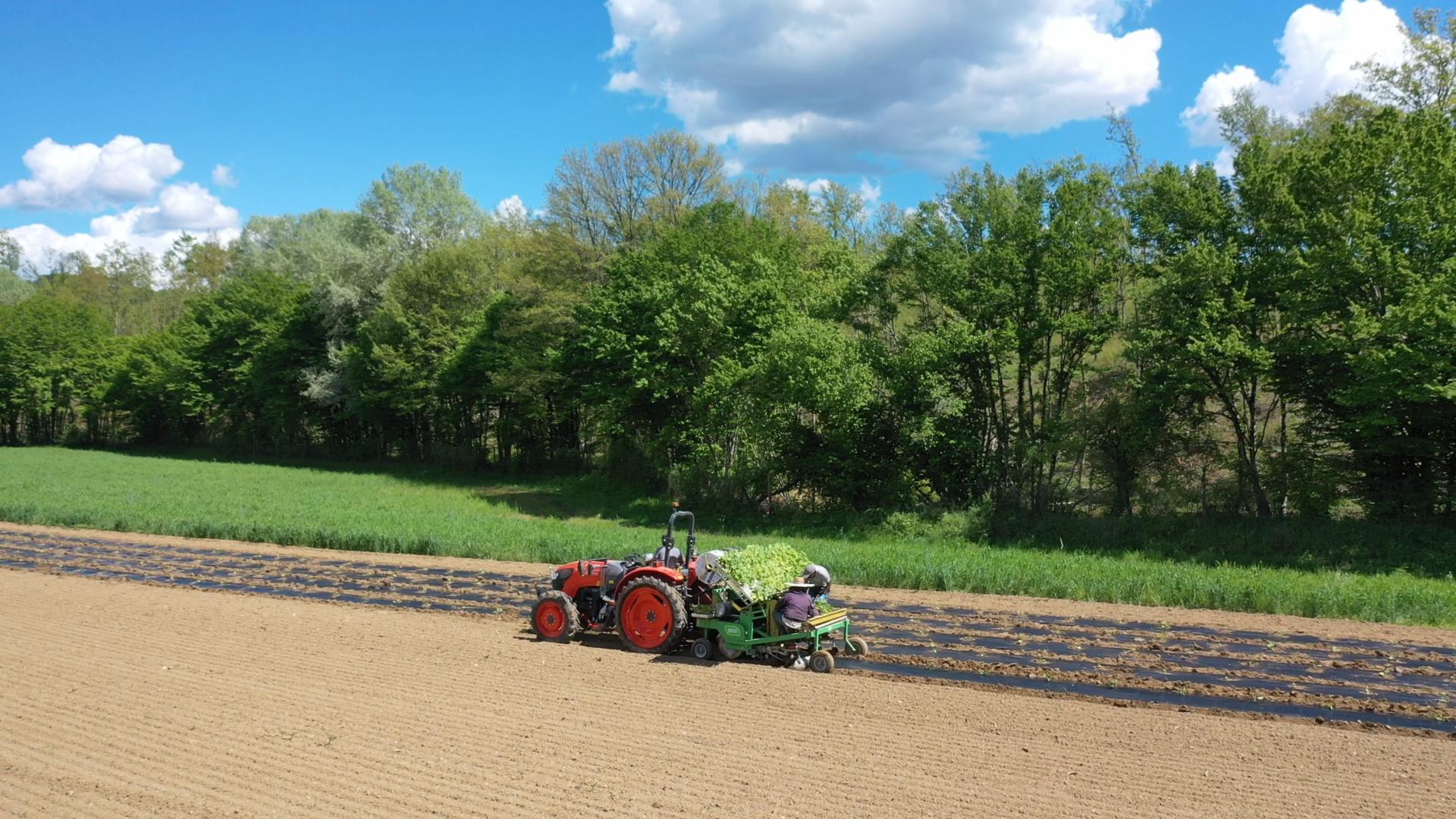 trapianto delle zucche